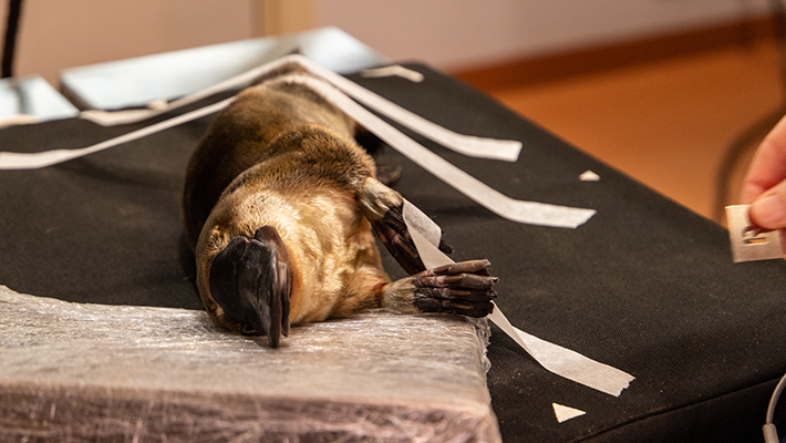 Platypus getting an X-ray 